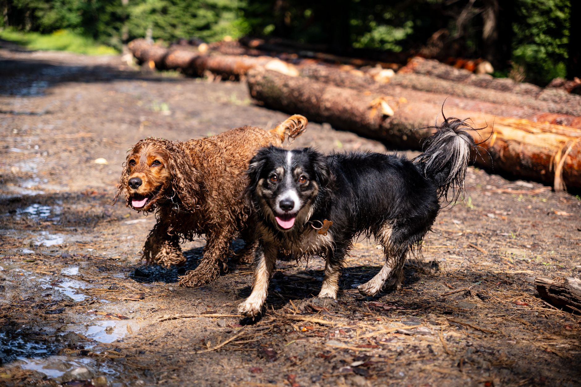 Close-up of dog walker holding multiple leads on a muddy British footpath, a scene central to dog walkers local fame