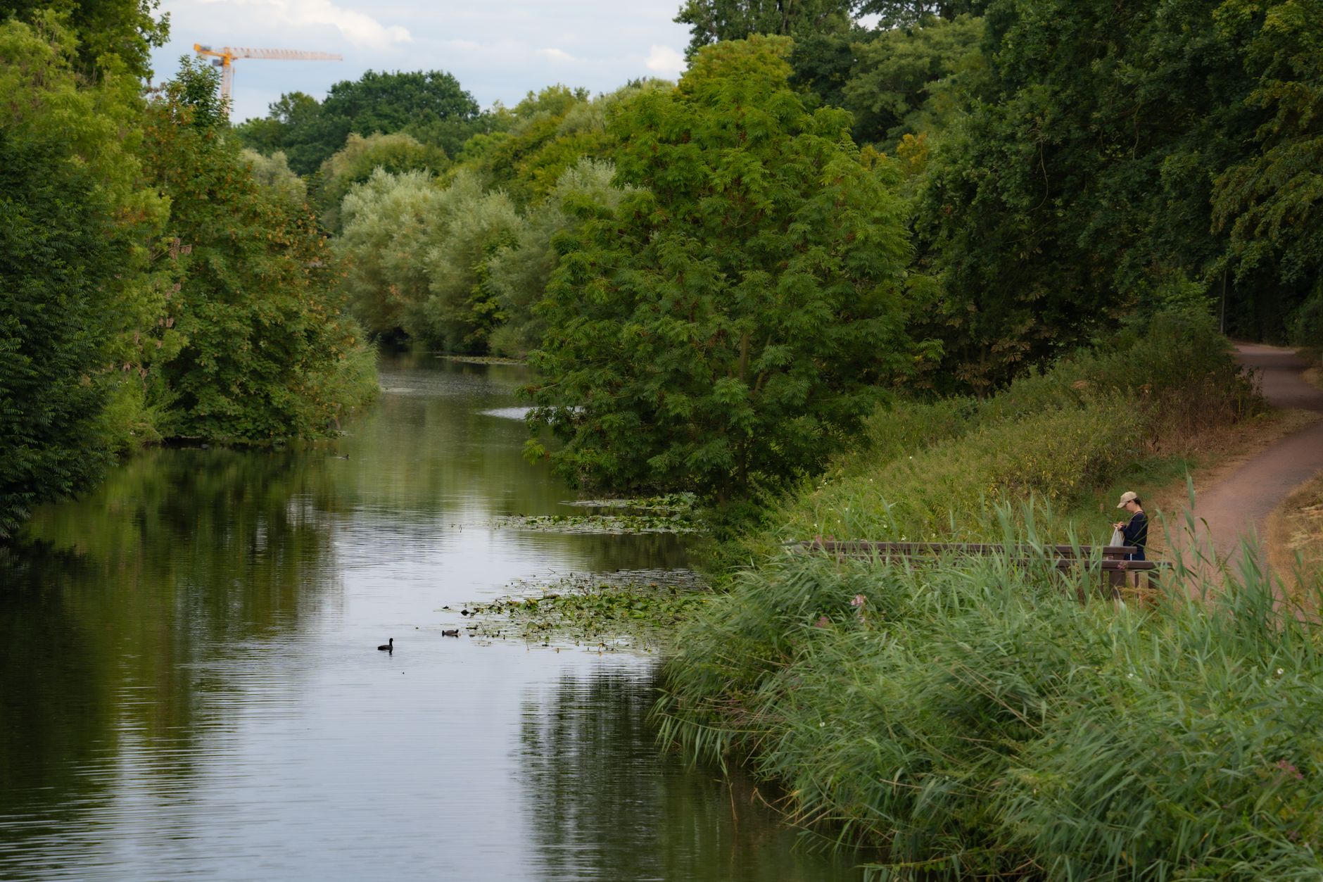 Village fête duck race on a stream, a classic event that village fête organisers use to entertain crowds